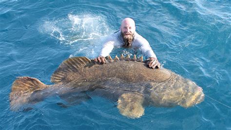 深海超大石斑魚怎麼喫?它們是否適合做刺身?