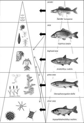 坑塘如何混養魚？養殖者在選擇魚種時應考慮哪些因素？